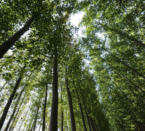 Conference of Forest and Farm Producer Organizations