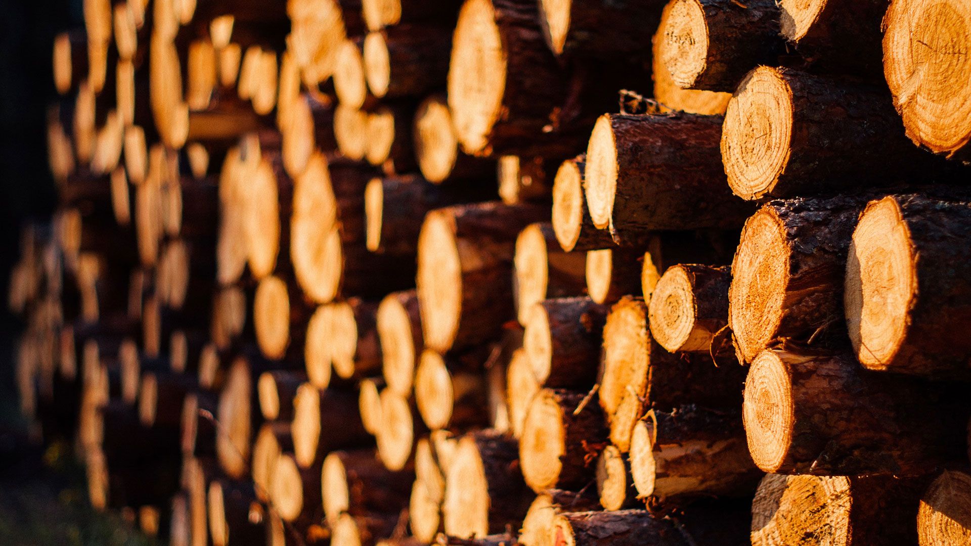 Timber trade is booming in Njombe, Tanzania