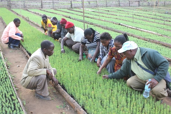 TGA members undertaking weeding operation of a pine nursery under supervision of a district council forester